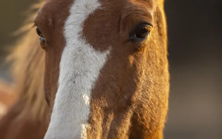 The Importance of Annual Dental Care for Horses