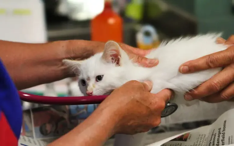 Vaccinations for Dogs & Cats: A Guide for New Pet Owners