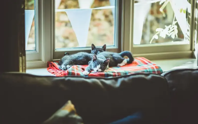 Recognising Pain in Cats: The Signs Owners Often Miss